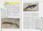 Preview: Der Tigergecko